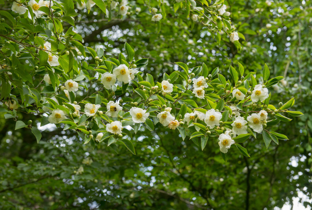 Japanstewartia tre med hvite blomster