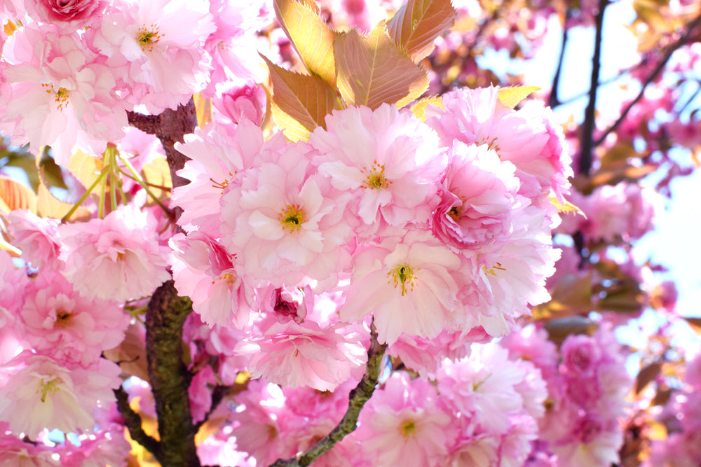 blomstrende Japankirsebærtre 'Kanzan'