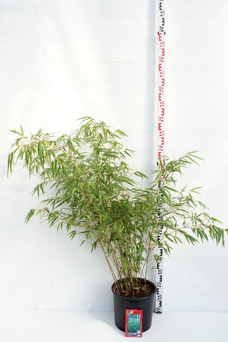 Bambus 'Rufa'