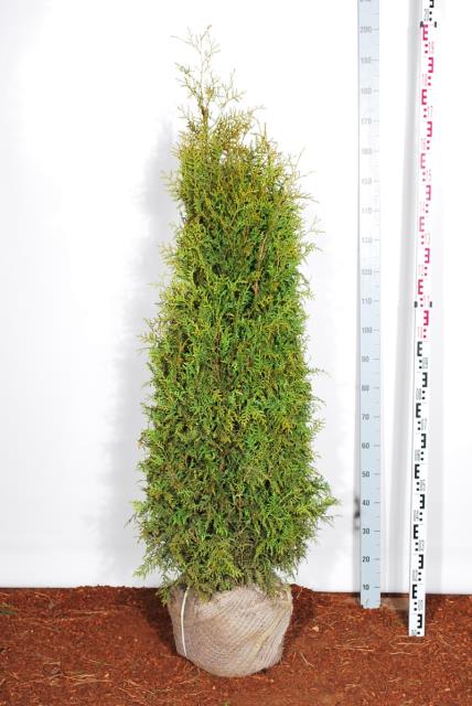 Tuja 'Brabant' 140-160 cm ekstra kvalitet