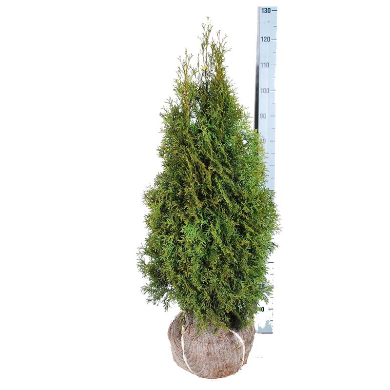 Tuja 'Smaragd' 80-100 cm ekstra kvalitet