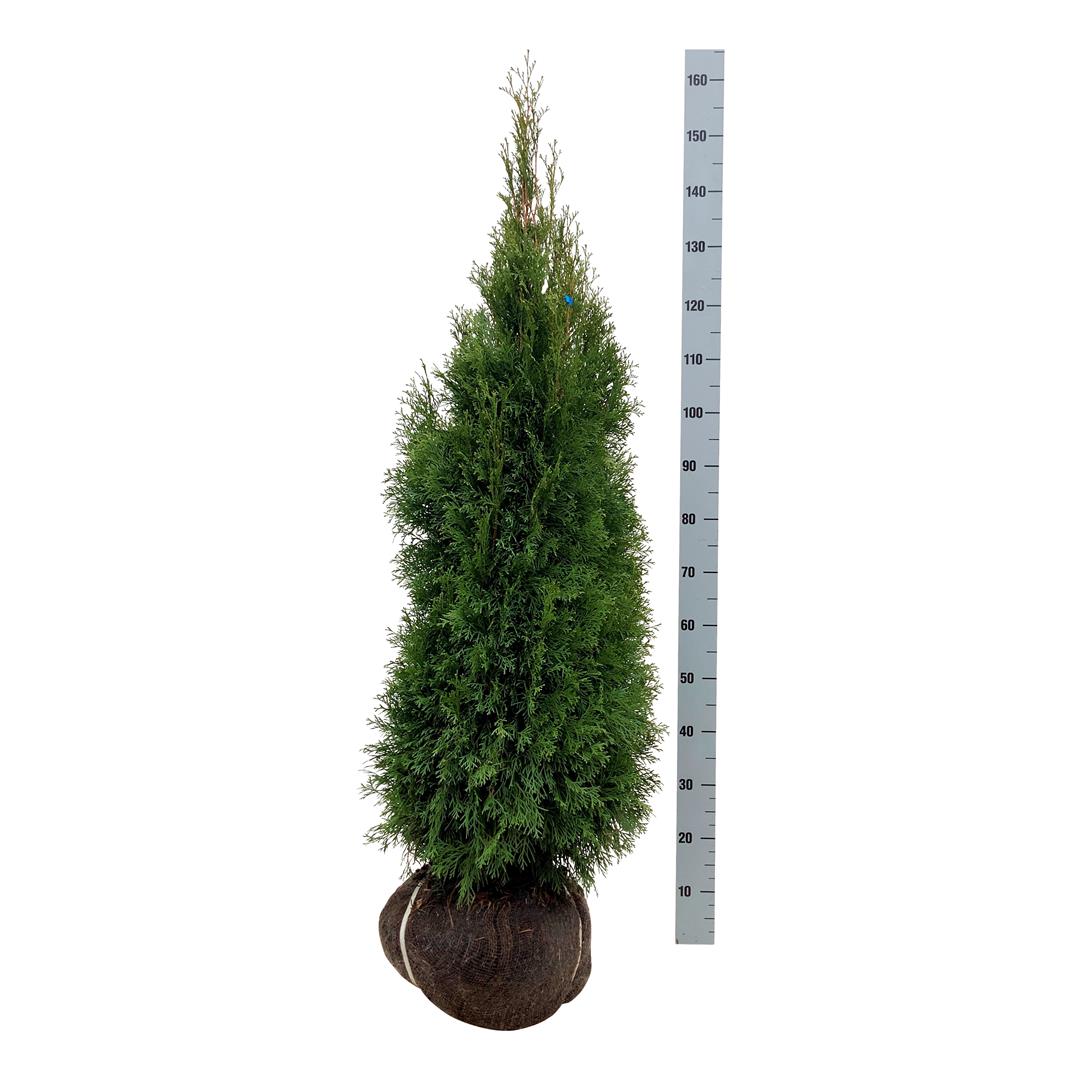 Tuja 'Smaragd' 120-140 cm ekstra kvalitet
