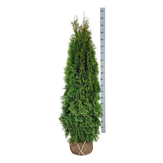 Tuja 'Smaragd' 160-180  cm ekstra kvalitet