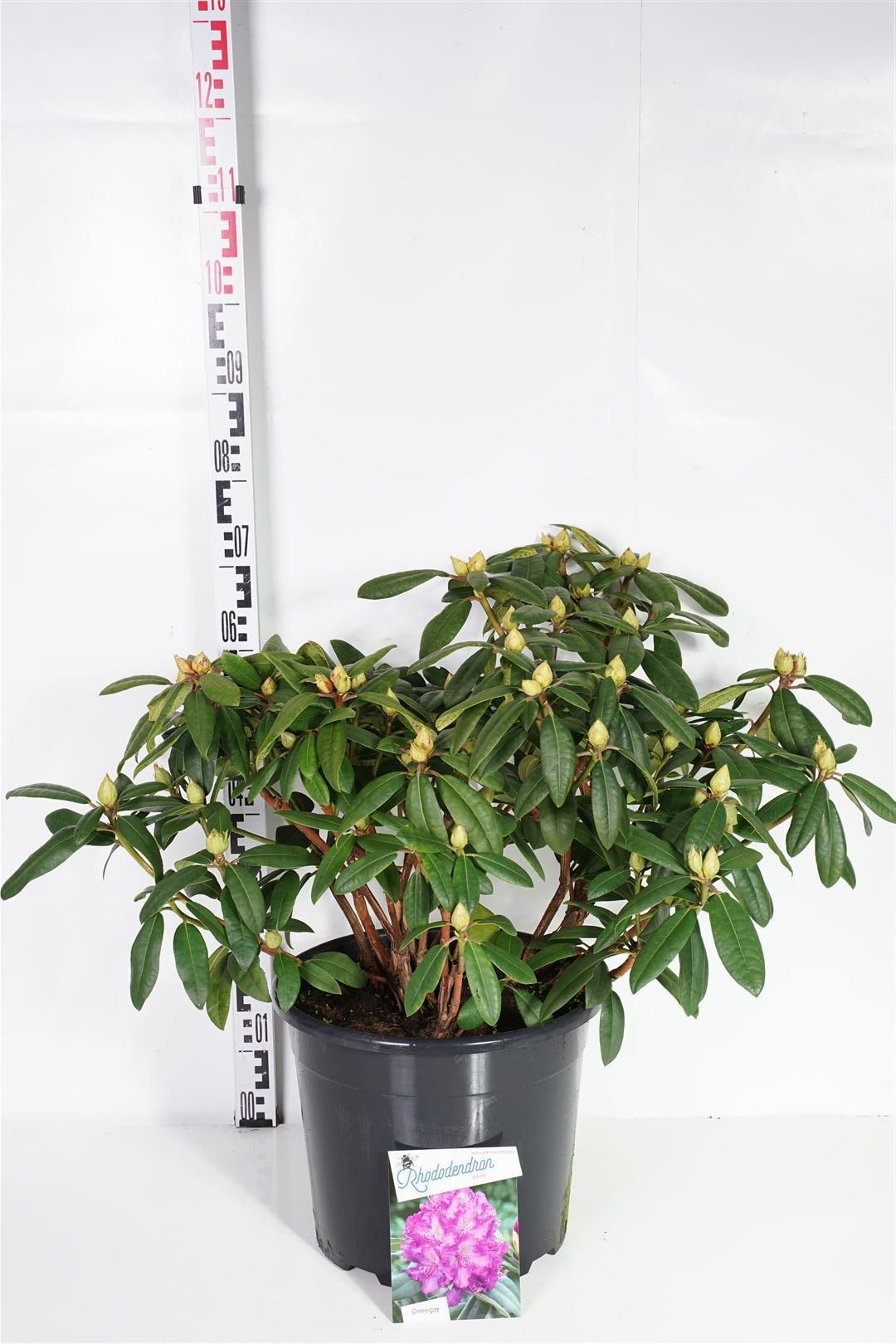 Hagerhododendron 'Alfred' 20 liter potte 50-60 cm