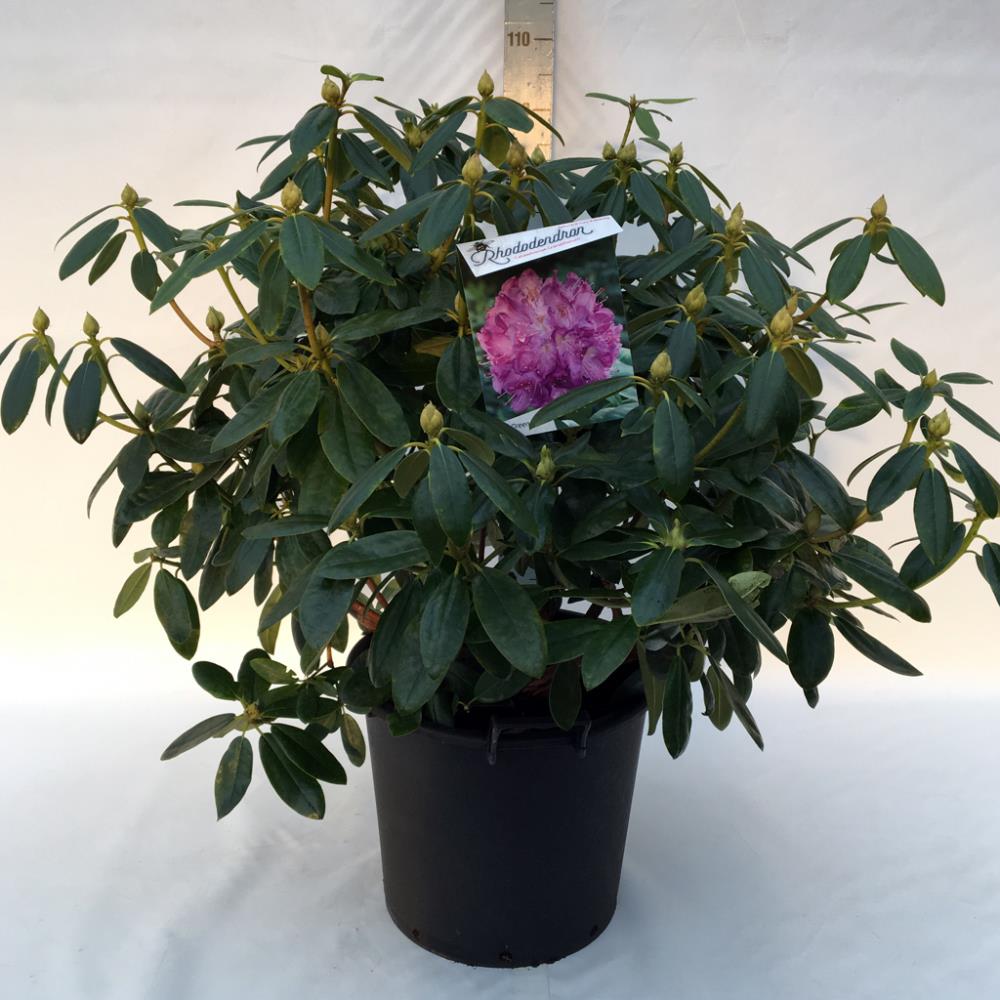 Catawba-rhododendron 'Grandiflorum'