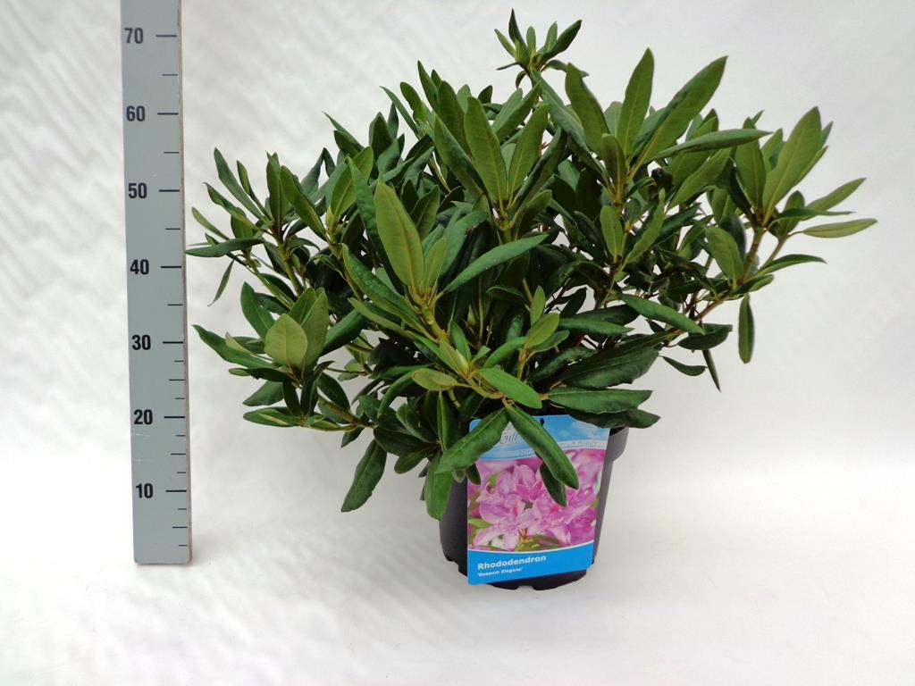 Hagerhododendron 'Roseum Elegans'