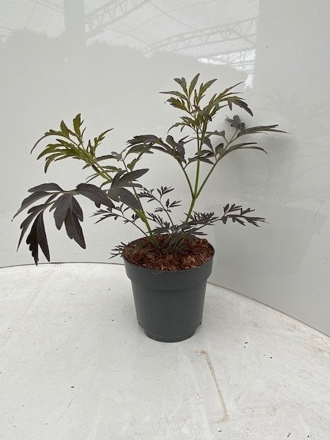 Svarthyll 'Black Lace' 2 liter potte 20-25 cm