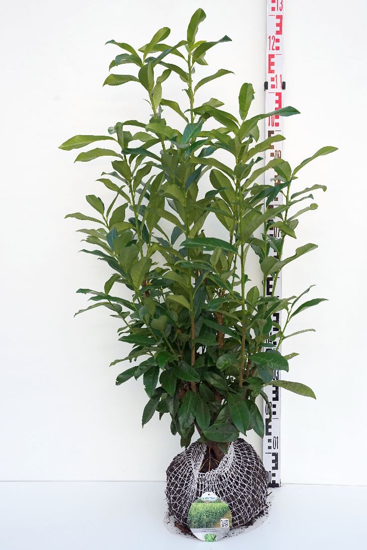 Laurbærhegg 'Genolia' 80-100 cm