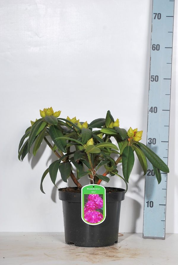 Hagerhododendron 'Alfred' 4 liter potte 30-40 cm
