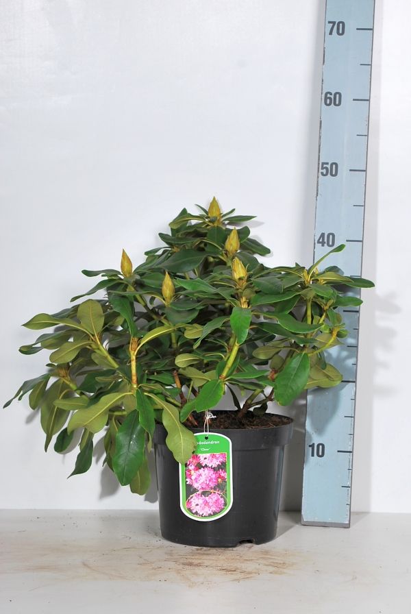 Hagerhododendron 'Cheer' 4 liter potte