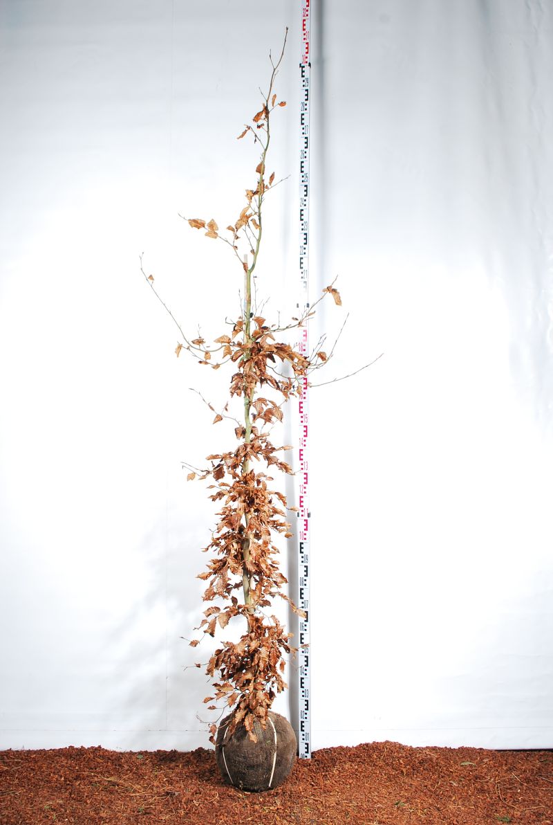 Bøk hekk 200-250 cm klumpplante