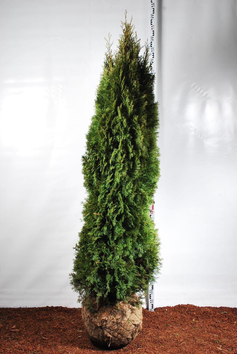 Tuja 'Smaragd' 200-225 cm