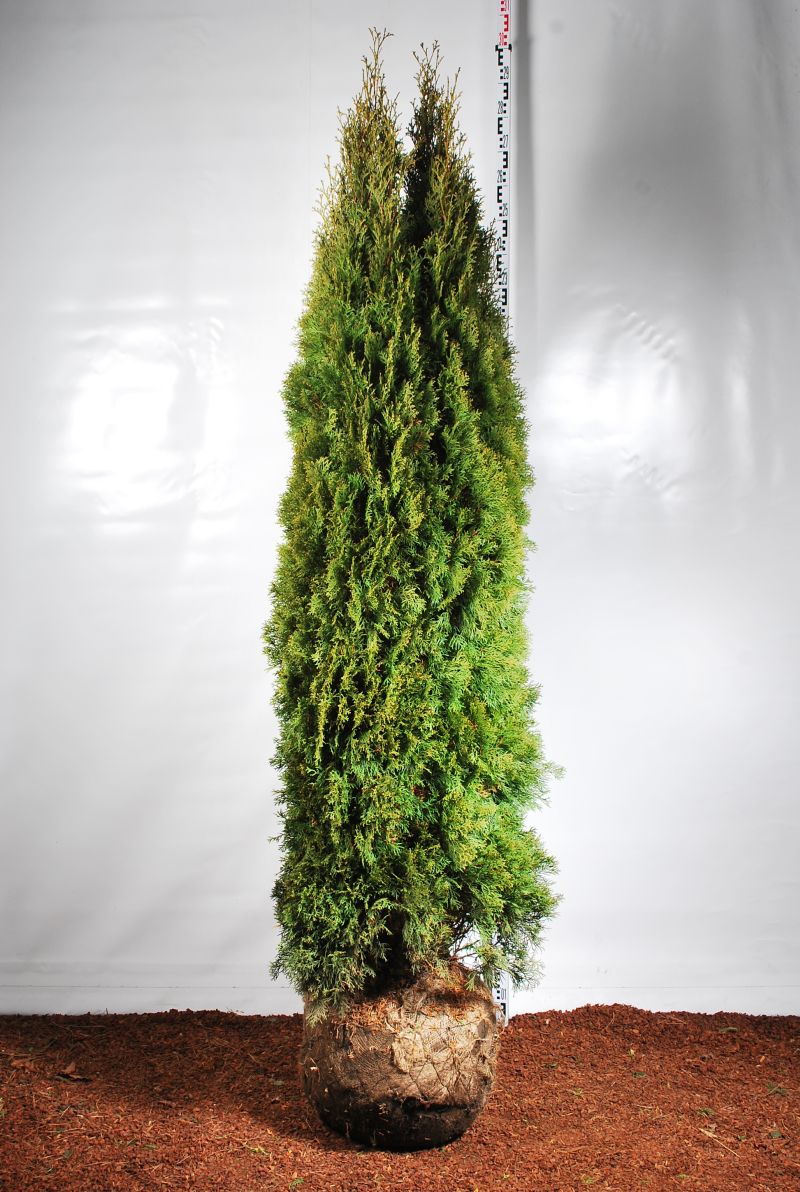 Tuja 'Smaragd' 225-250 cm