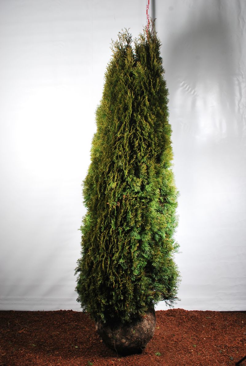 Tuja 'Smaragd' 250-275 cm