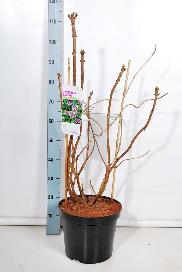 Sargenthortensia 'Macrophylla' 12 liter potte 80-100 cm