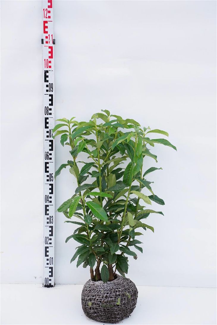Laurbærhegg 'Genolia' 50-60 cm
