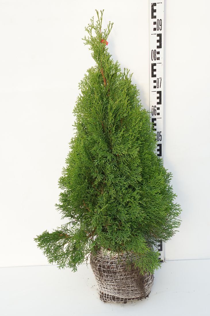 Tuja 'Smaragd' 60-80cm