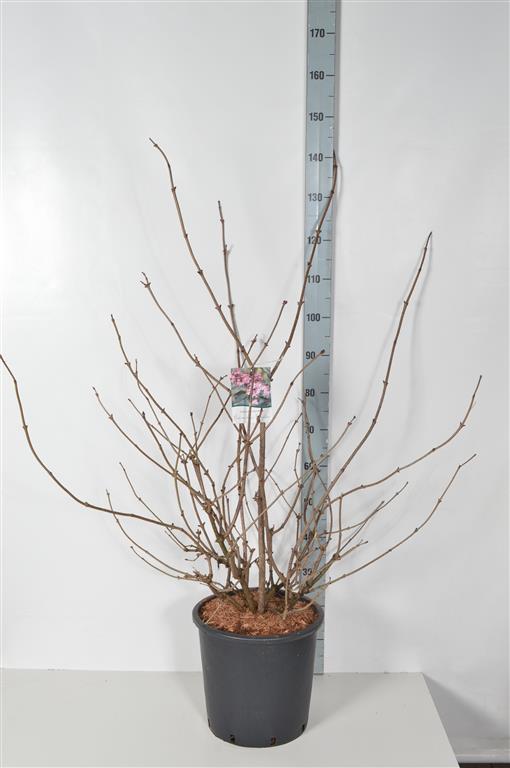 Svarthyll 'Black Beauty' 15 liter potte 100-125 cm