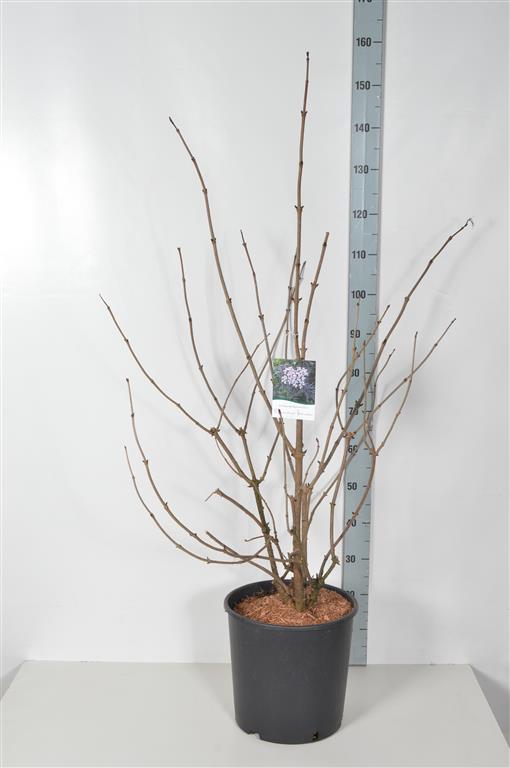 Svarthyll 'Black Lace' 15 liter potte 100-125 cm