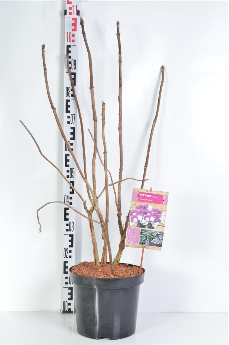 Sargenthortensia 'Macrophylla' 7 1/2 liter potte 40-50 cm