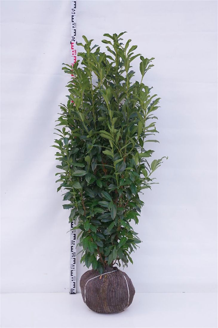 Laurbærhegg 'Genolia' 150-175 cm ekstra kvalitet