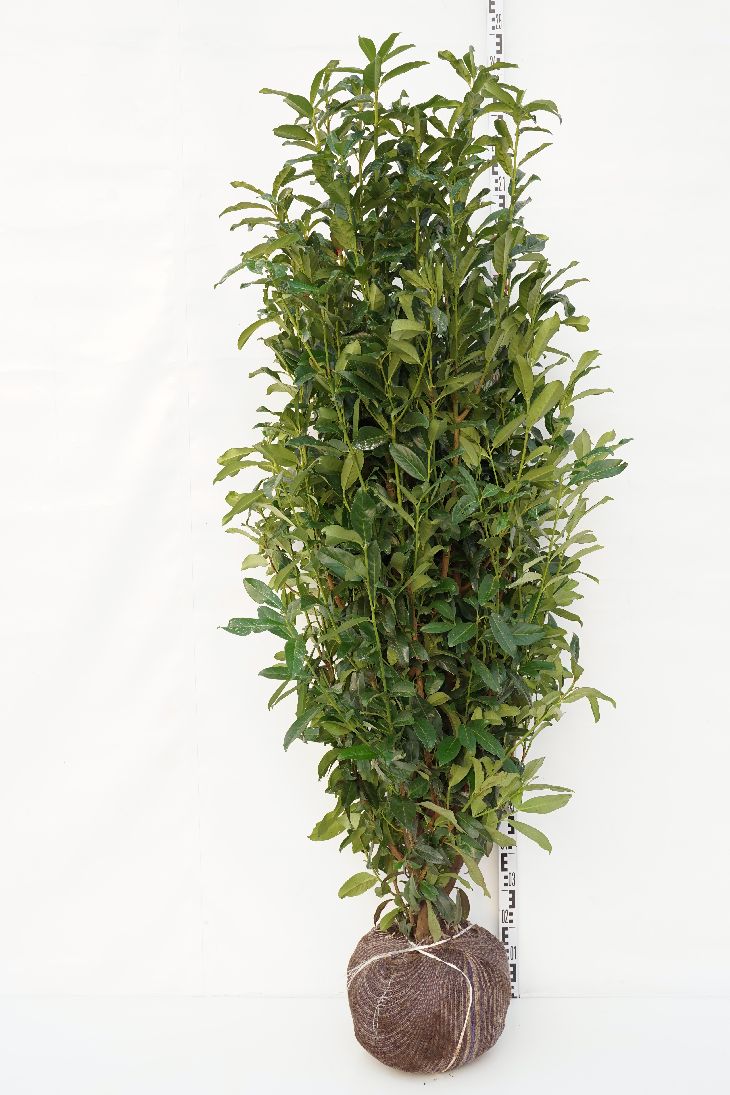 Laurbærhegg 'Genolia' 175-200 cm ekstra kvalitet