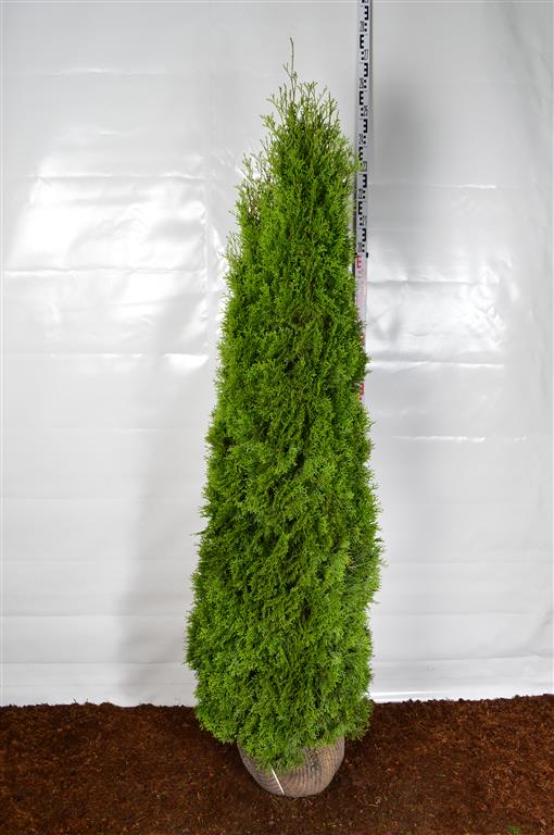 Tuja 'Smaragd' 200-225 cm ekstra kvalitet