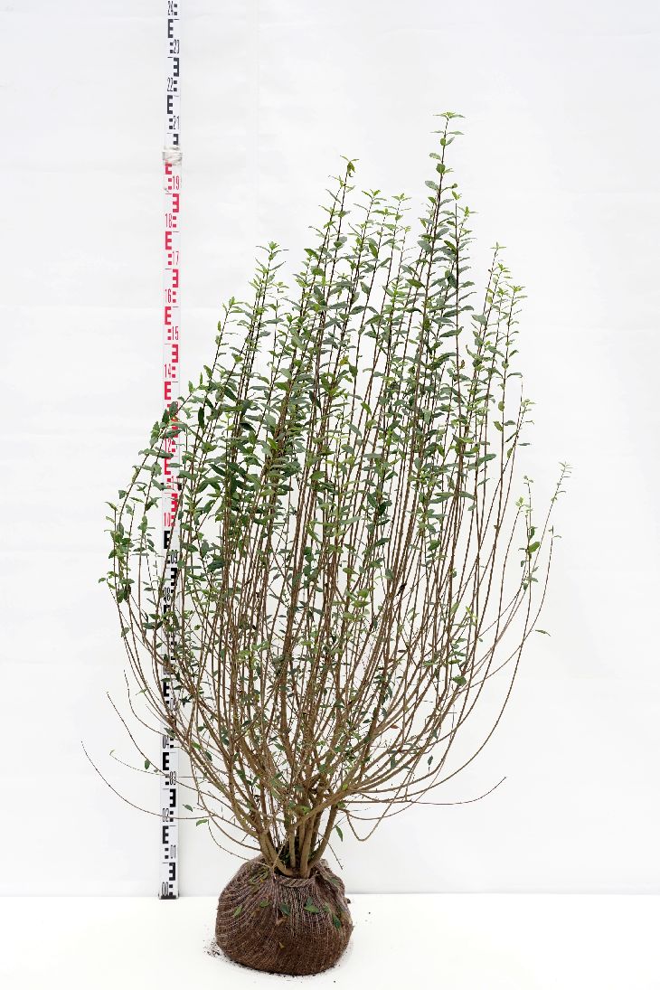 Vinterliguster 'Atrovirens' klumpplanter