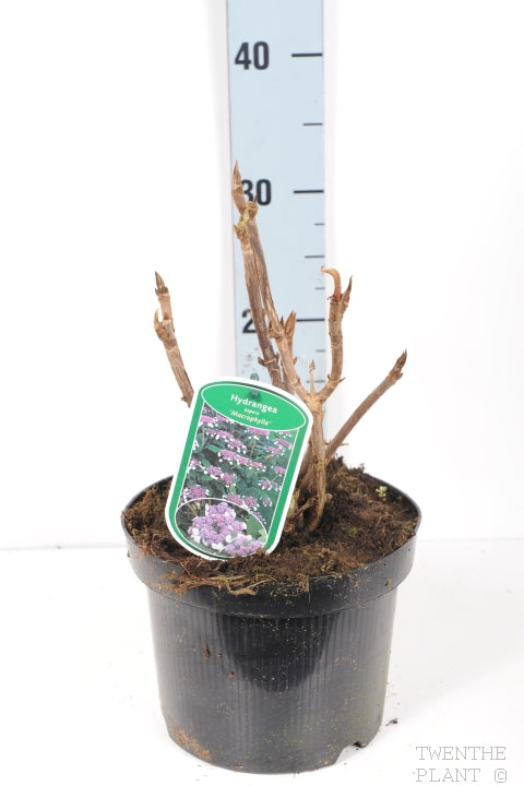 Sargenthortensia 'Macrophylla' 3 liter potte 30-40 cm