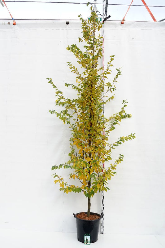 Agnbøk 'Frans Fontaine' buskform