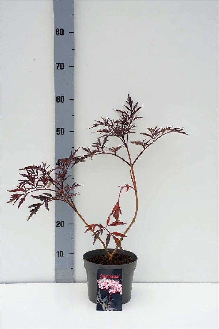 Svarthyll 'Black Lace' 2 liter potte 25-30 cm