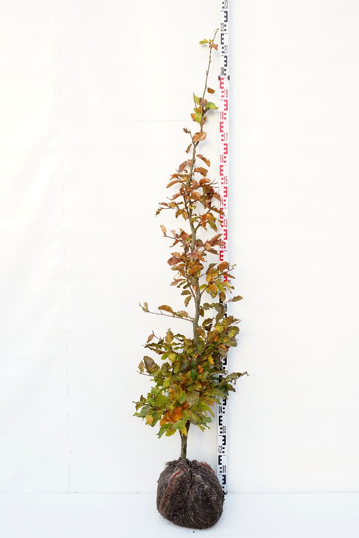 Bøk hekk 175-200 cm klumpplante