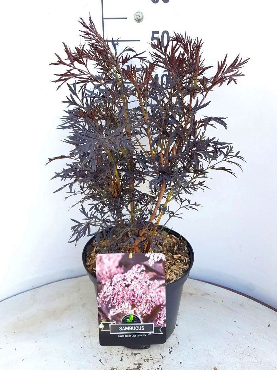 Svarthyll 'Black Lace' 10 liter potte 40-50 cm