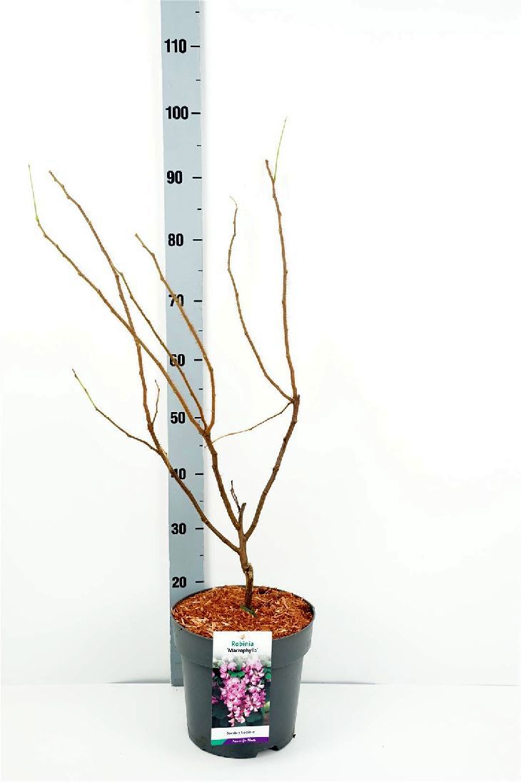 Rosenrobinia 'Macrophylla'