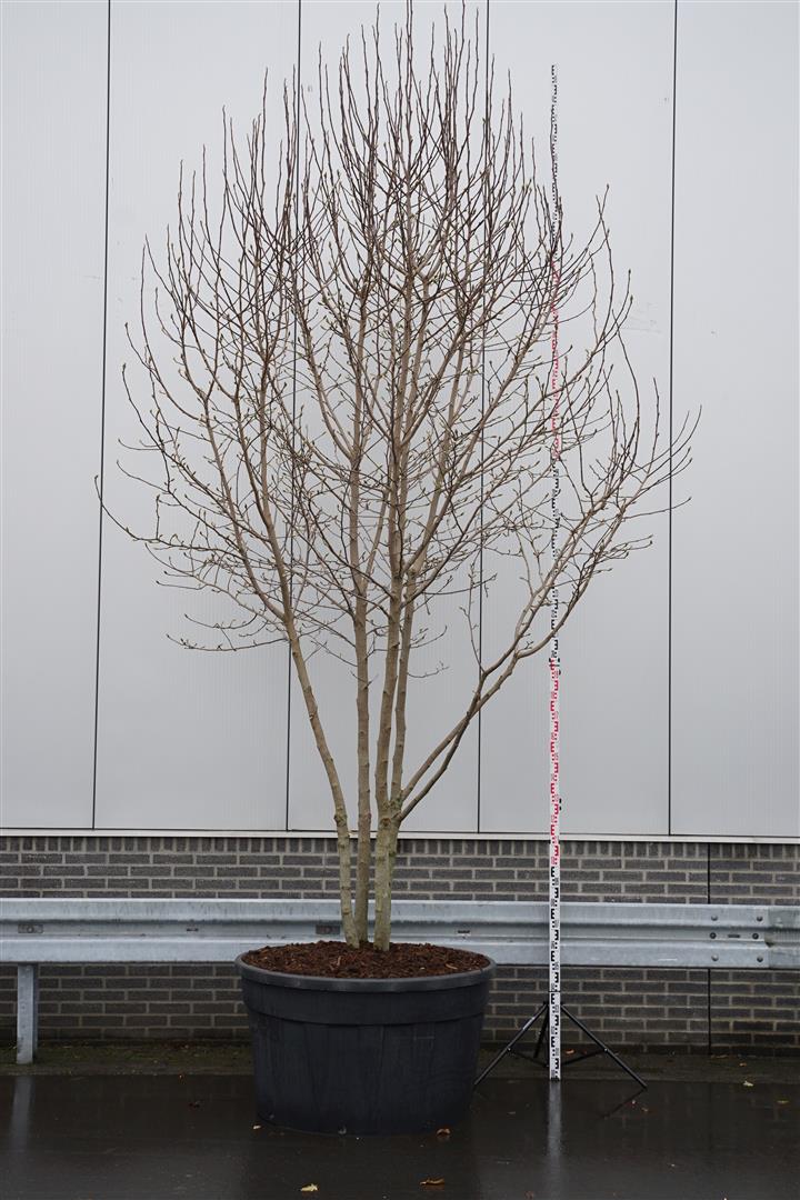 Loebneri-magnolia 'Merrill' flerstammet 350-400cm