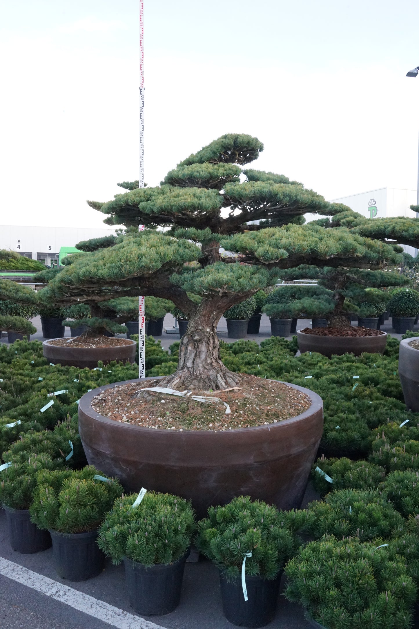 Japansk furu (Pinus parviflora)