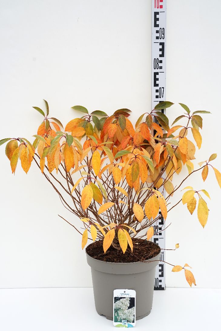 Syrinhortensia 'Grandiflora'