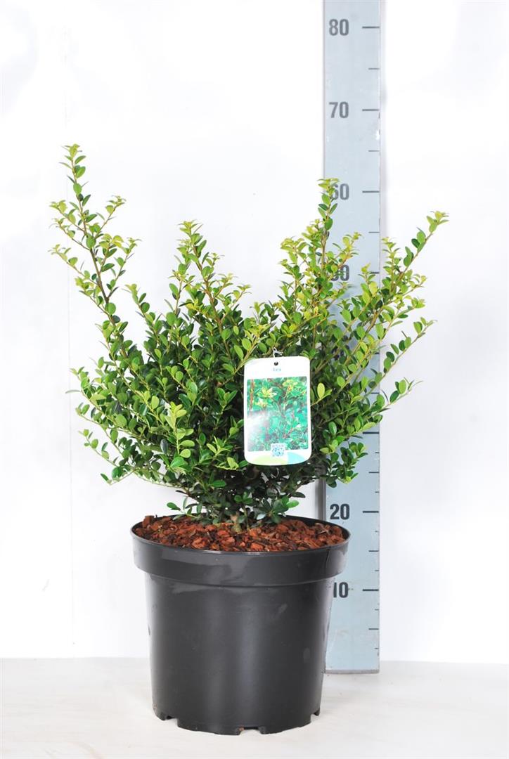 Japan kristtorn 'Green Hedger' 7,5 liter potte