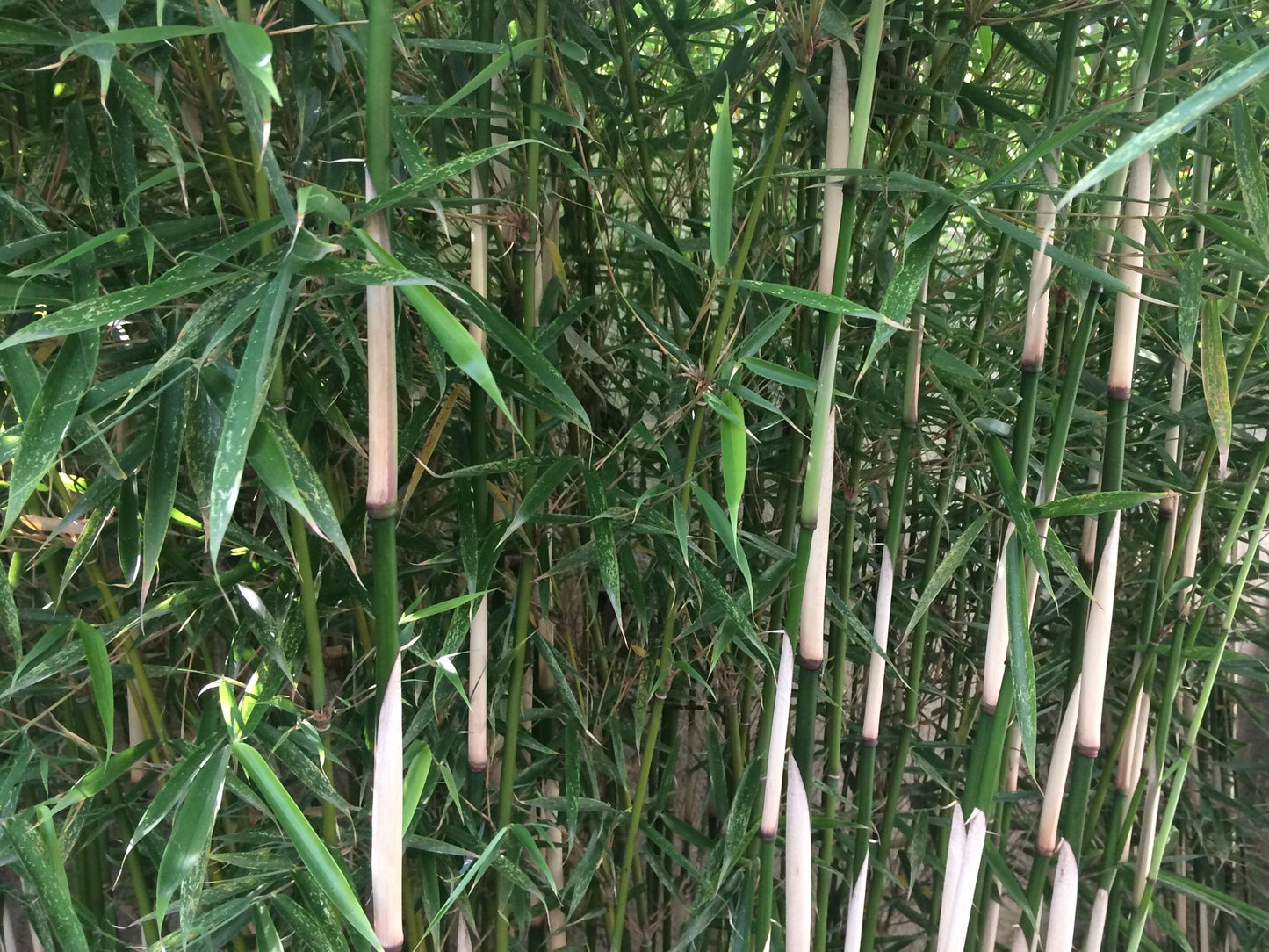 Bambus Fargesia robusta 'Campbell'