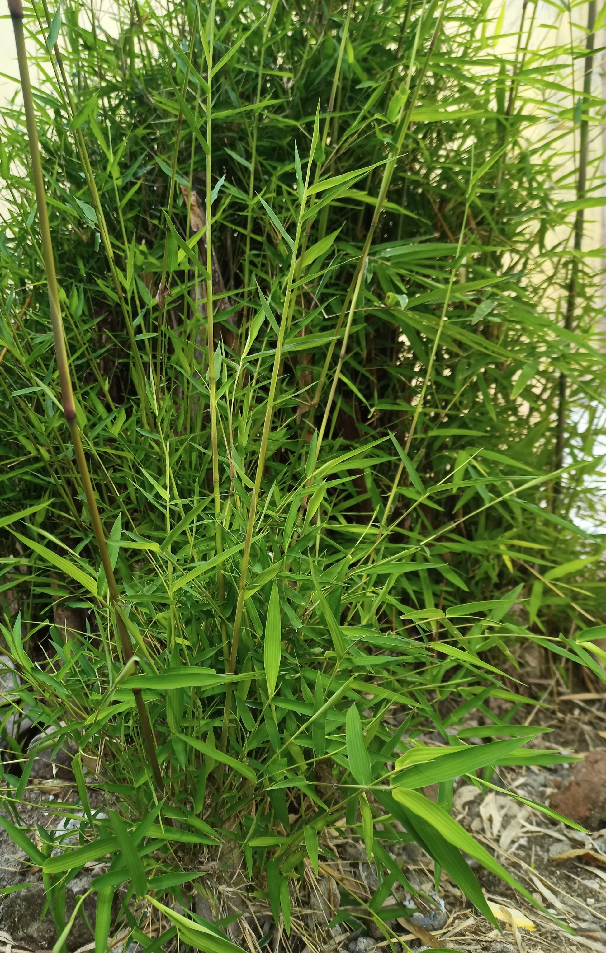 Bambus, Fargesia robusta 'Campbell'