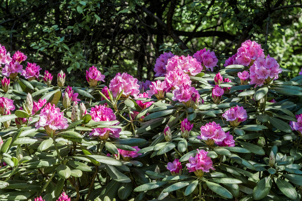 Catawba-rhododendron 'Grandiflorum'