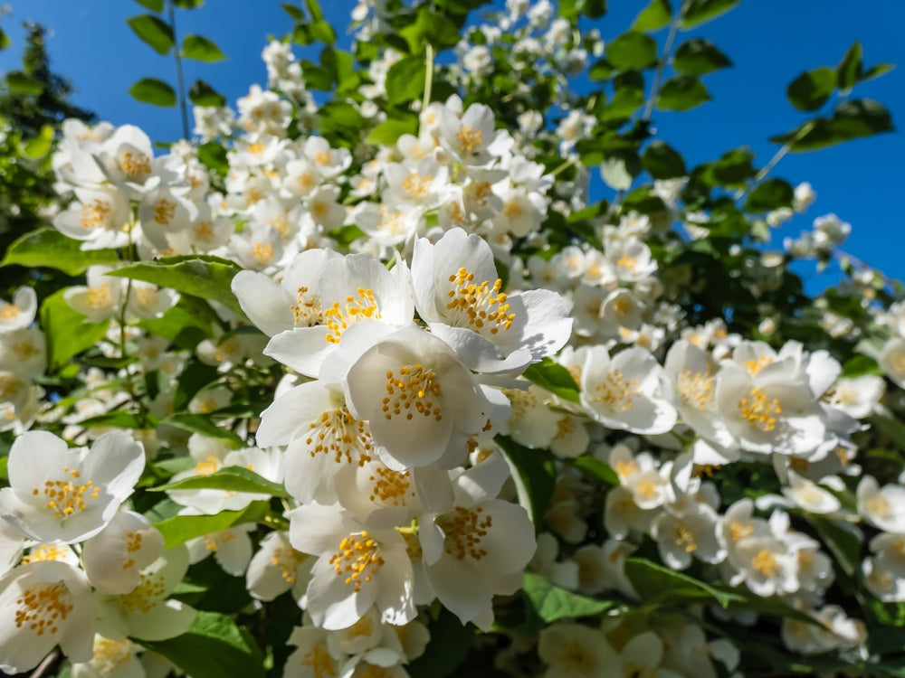 Duftskjærsmin med flotte hvite blomster