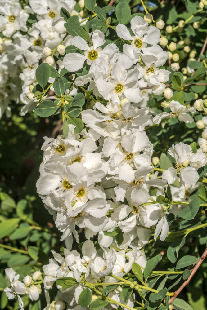 Hageperlebusk 'The Bride' busk med hvite blomster