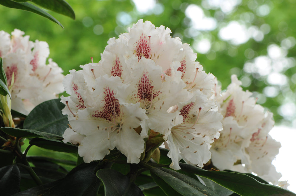 Hagerhododendron 'Cunningham's White'