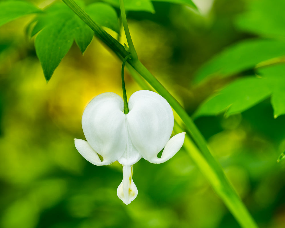 hvit hjerte blomst Løytnantshjerte 'Alba'
