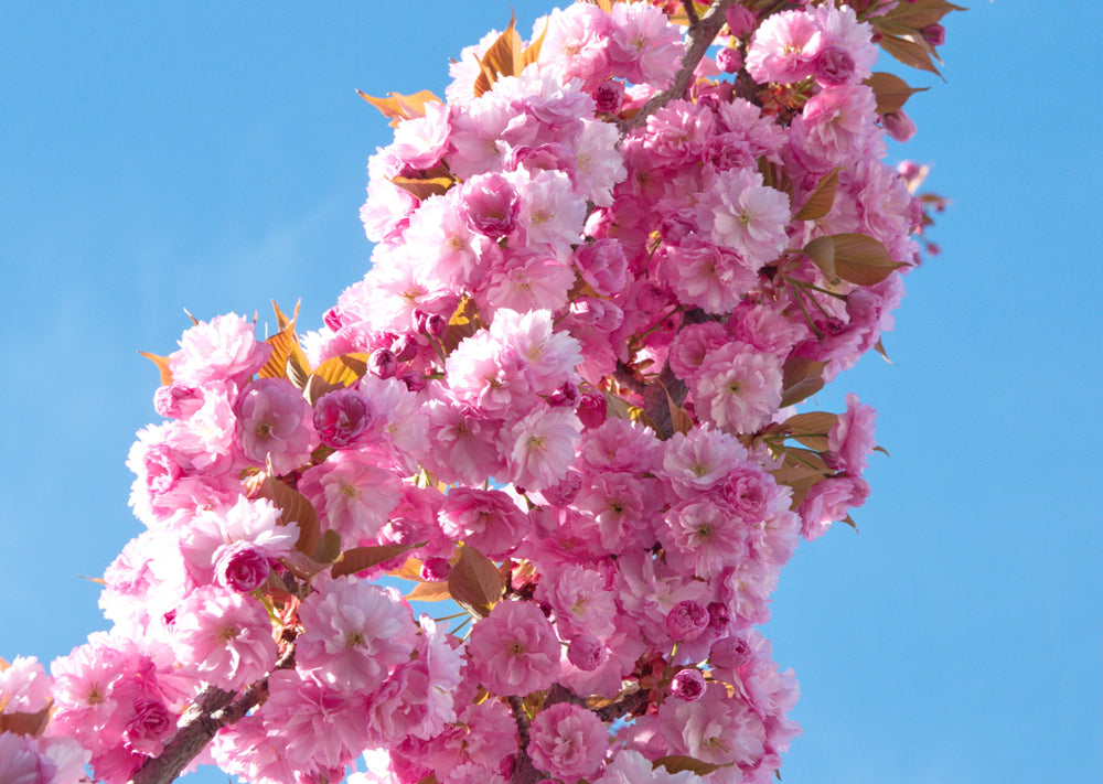 Japankirsebærtre 'Kanzan' rosa blomster