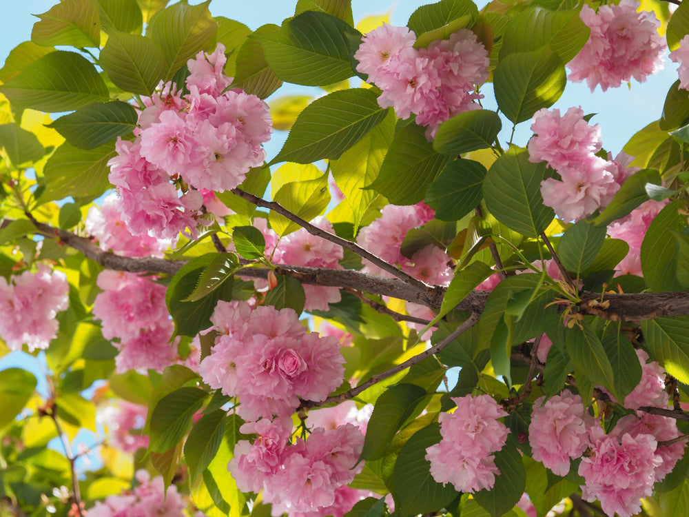 Japankirsebærtre 'Kanzan' rosa blomster med grønne blader