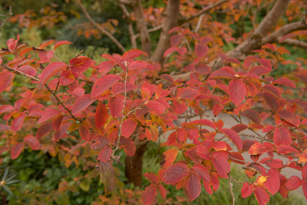 Japanstewartia med rød høstfarge