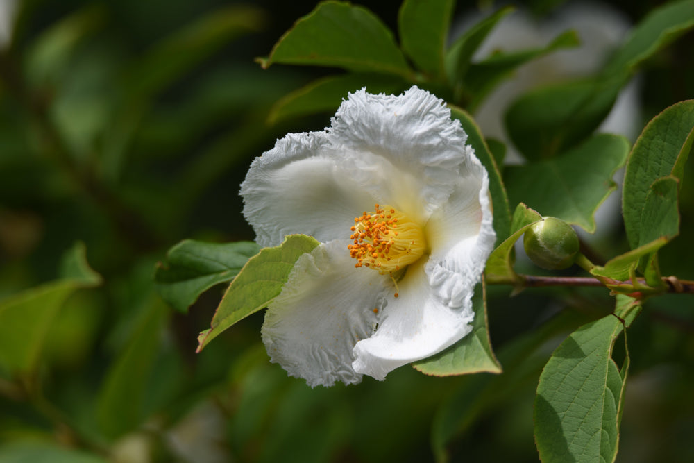 Japanstewartia med hvite blomster