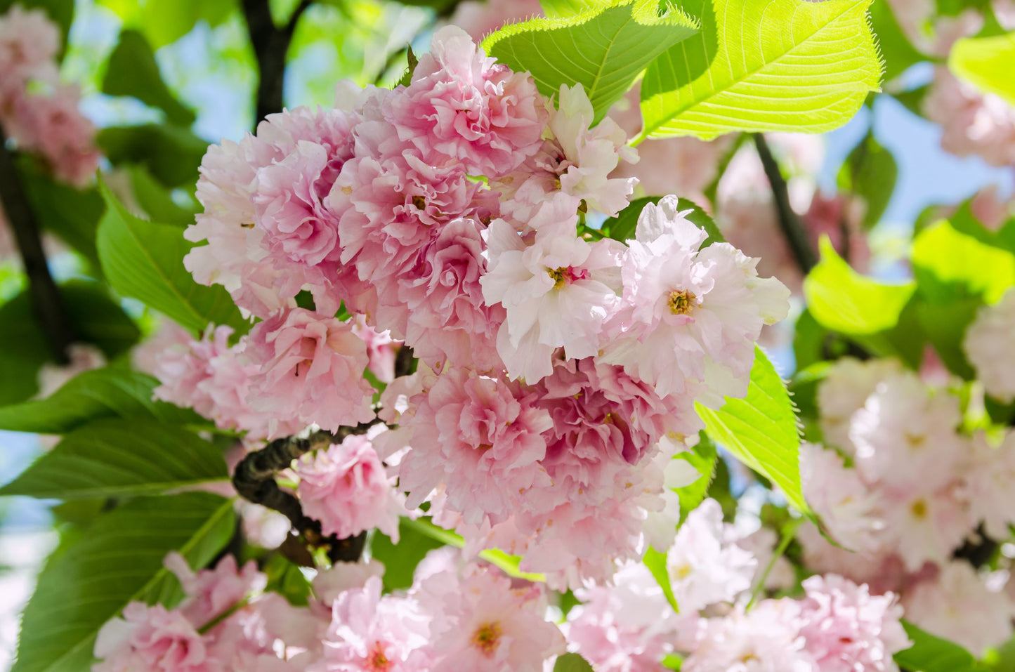 Nærbilde blomster prydkirsebærtre Kanzan